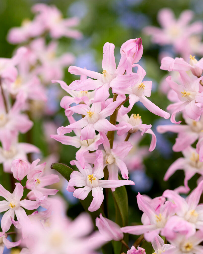 Chionodoxa forbesii Pink Giant