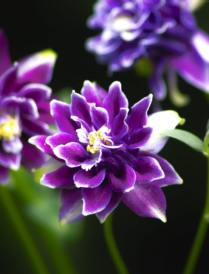 Aquilegia Christa Barlow