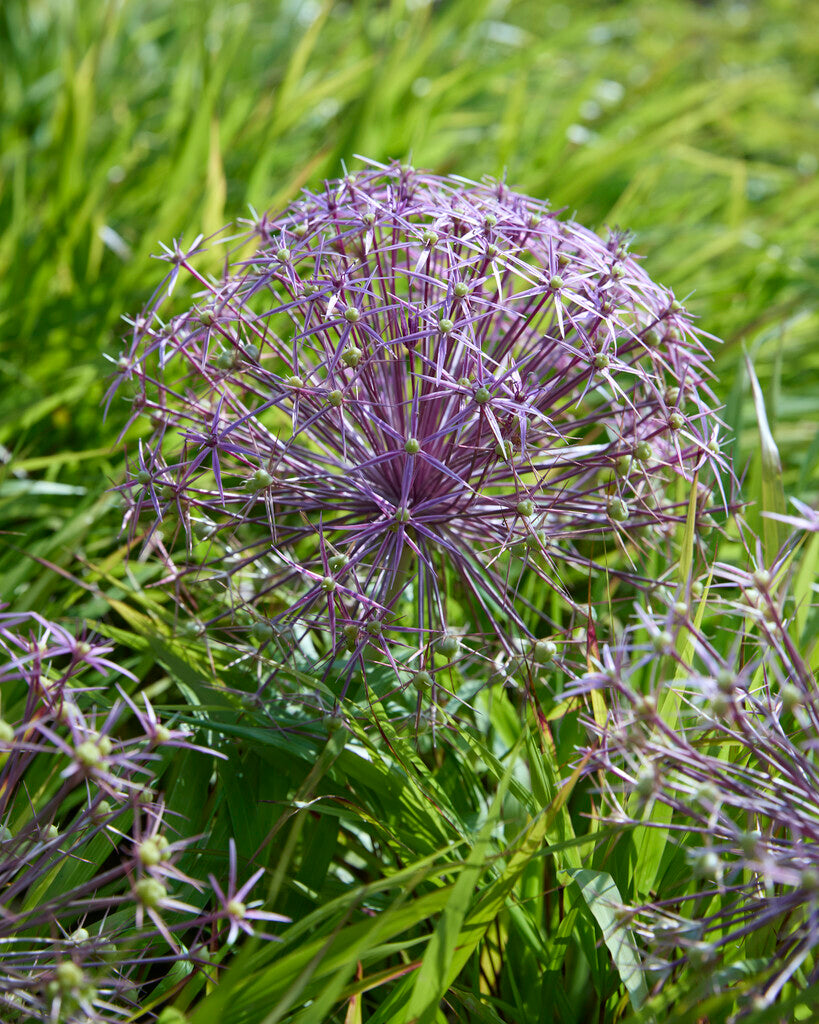 Allium Albopilosum Christophii