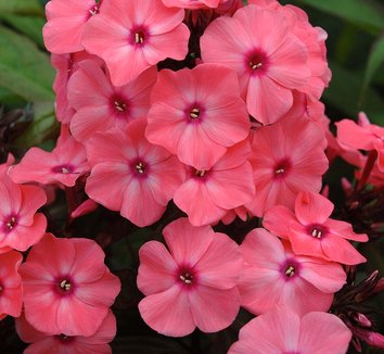 Phlox Paniculata  Cinderella