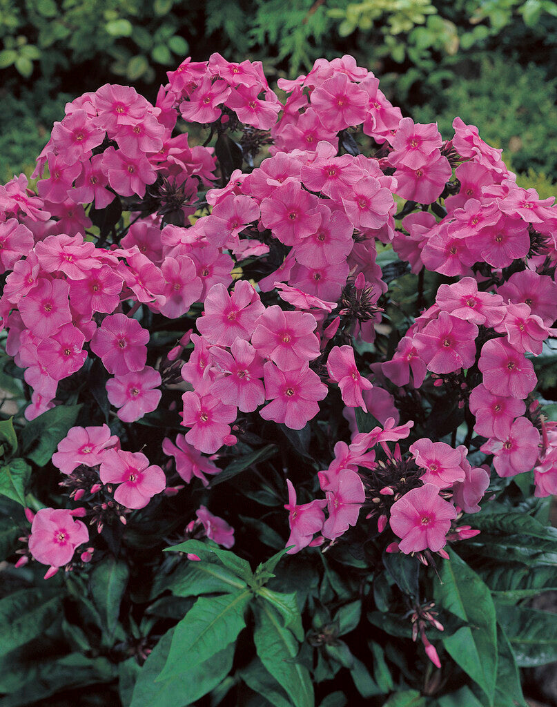 Phlox Paniculata Cinderella