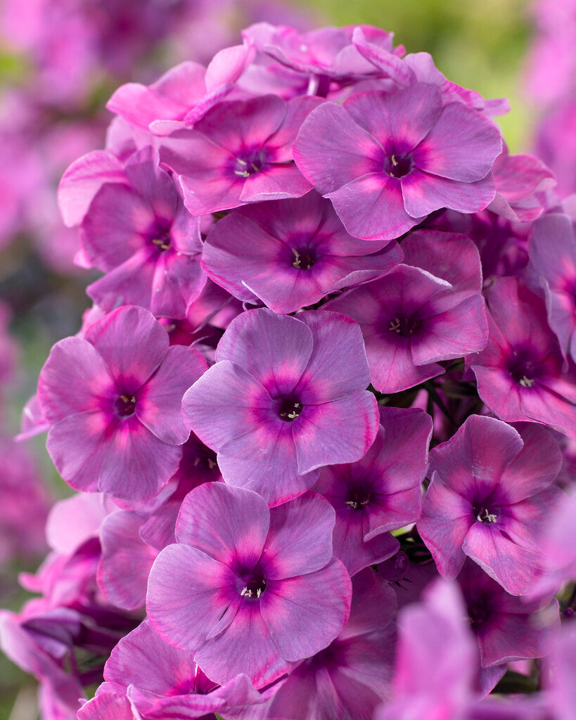Phlox Paniculata Classis Cassis