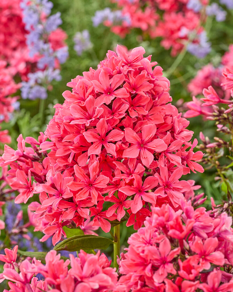 Phlox Paniculata Cleopatra