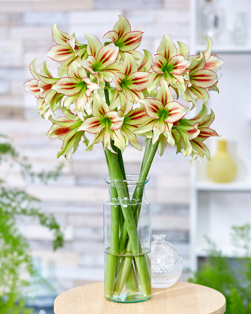 Amaryllis Cleopatra