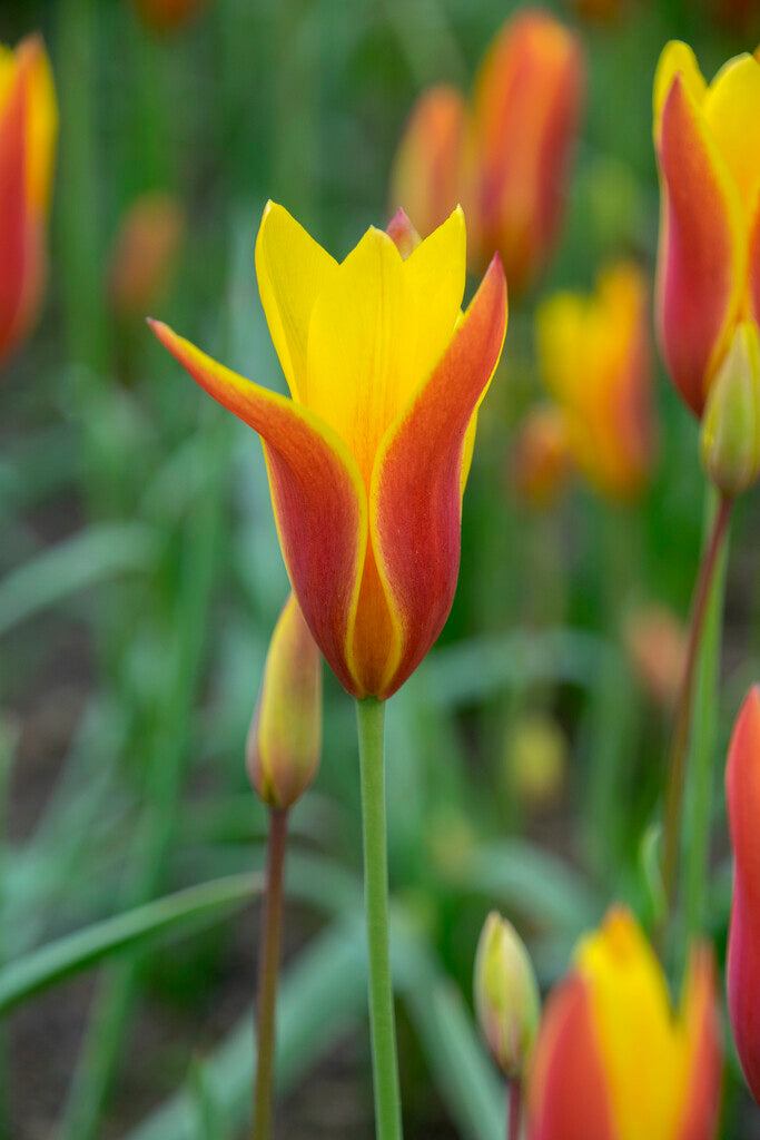 Tulipa Clusiana Var. Chrysantha