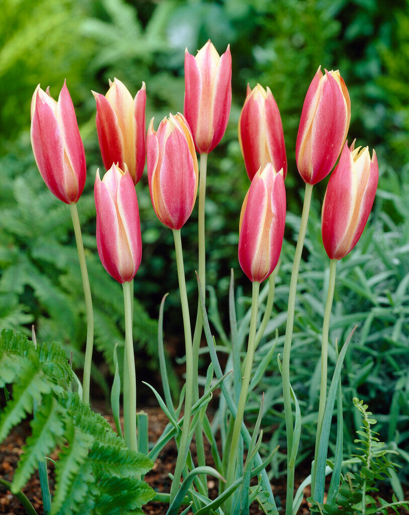 Tulipa Clusiana Cynthia