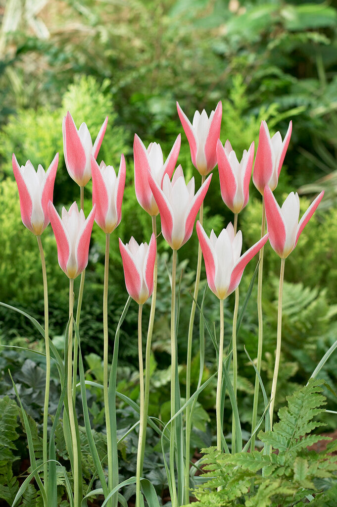 Tulipa Clusiana Lady Jane