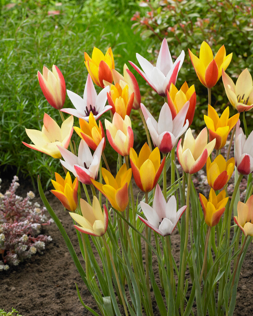 Tulipa Clusiana Mix