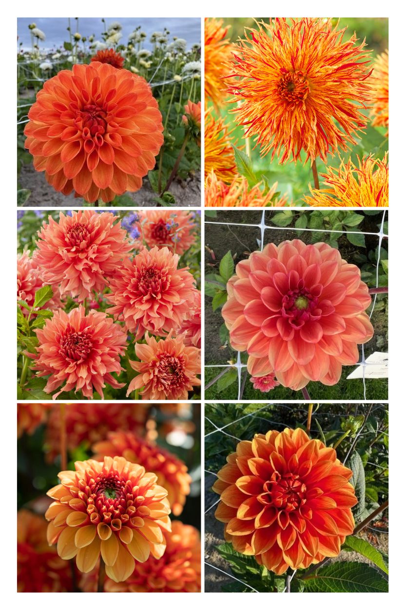 Dahlia collectie Orange