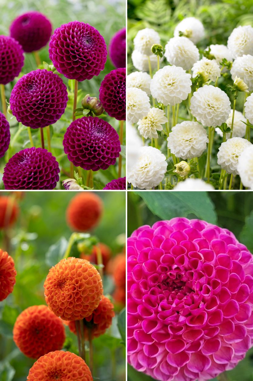 Dahlia collectie pompon