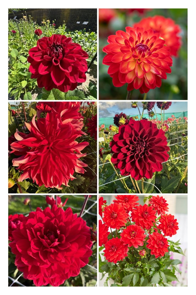 Dahlia collectie Red