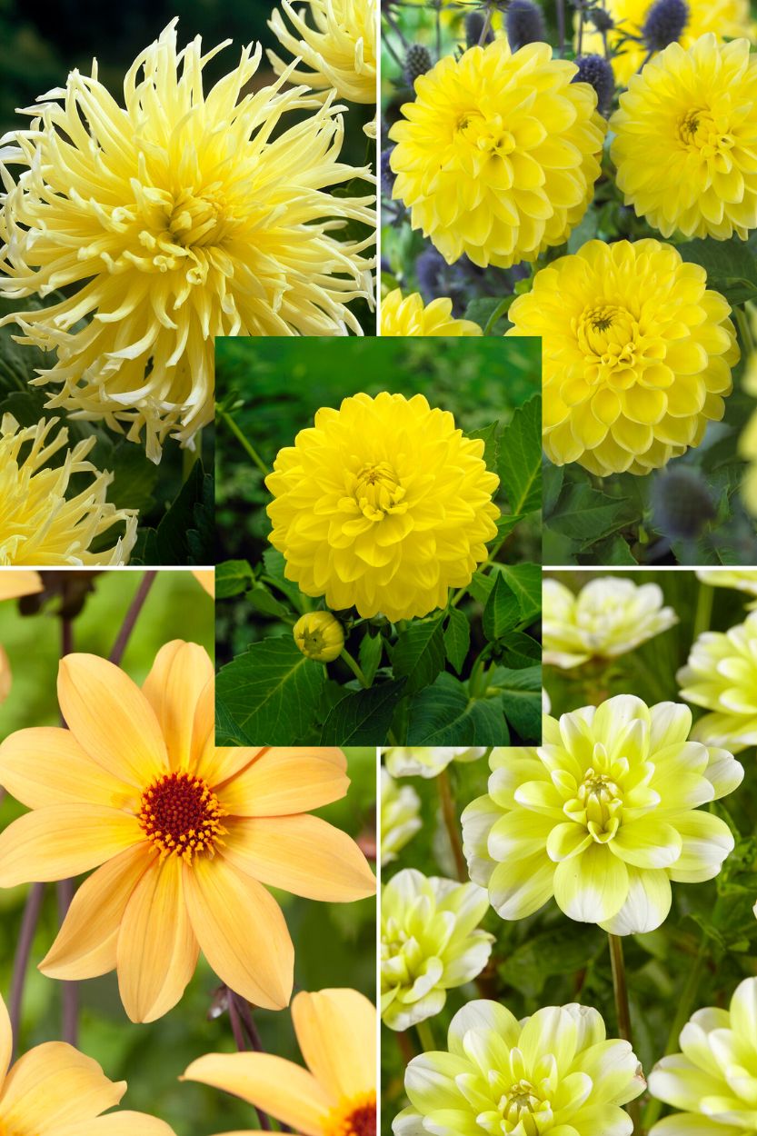 Dahlia collectie Yellow