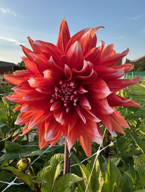 Dahlie Color Spectacle