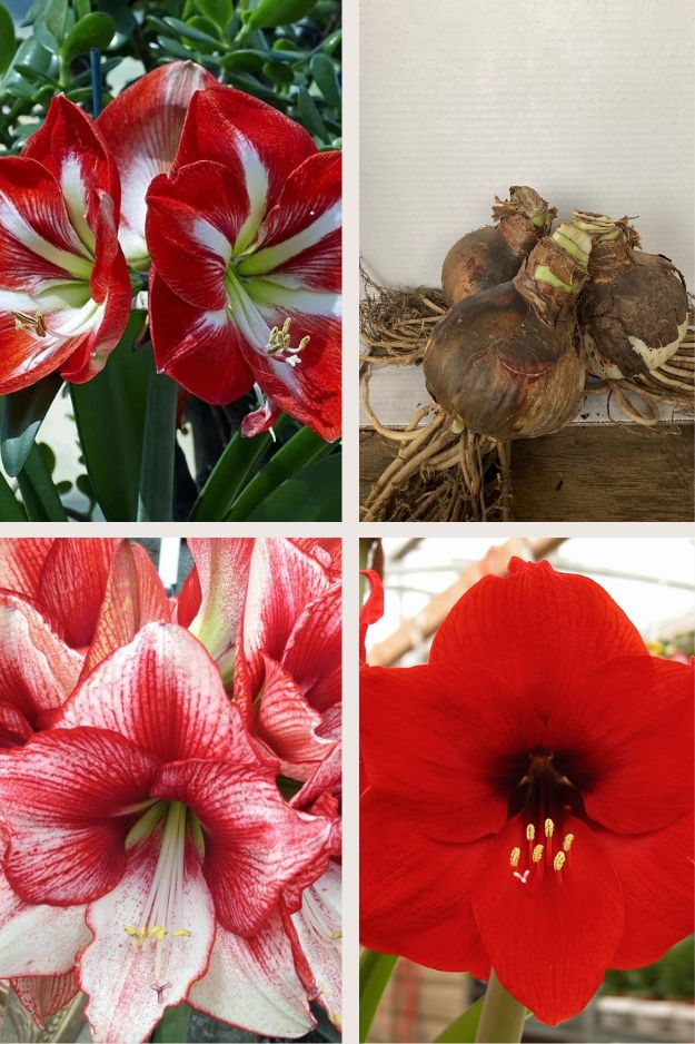 Amaryllis Colorful Collection 3 pieces
