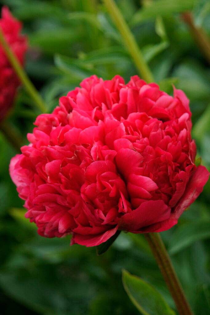 Paeonia Command Performance