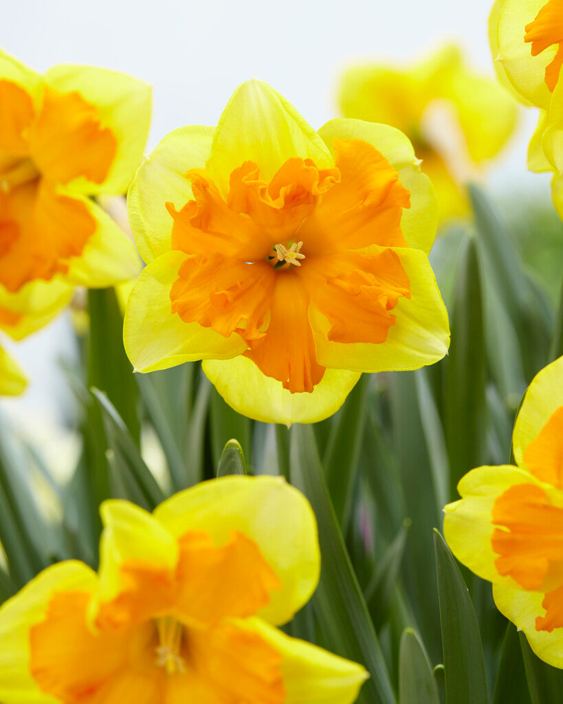Narcissus Congress