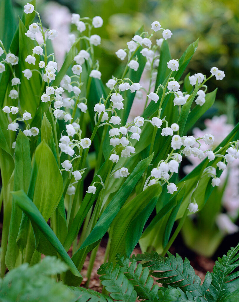 Convallaria Majalis