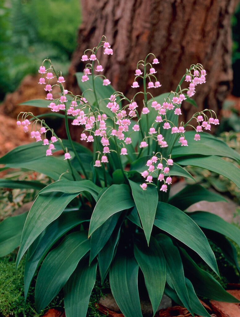 Convallaria Majalis Rosea