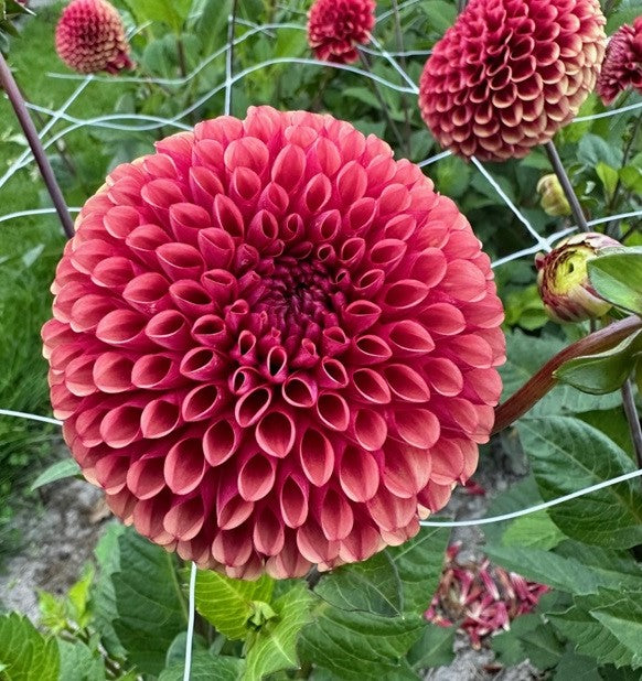 Dahlia Copper Boy