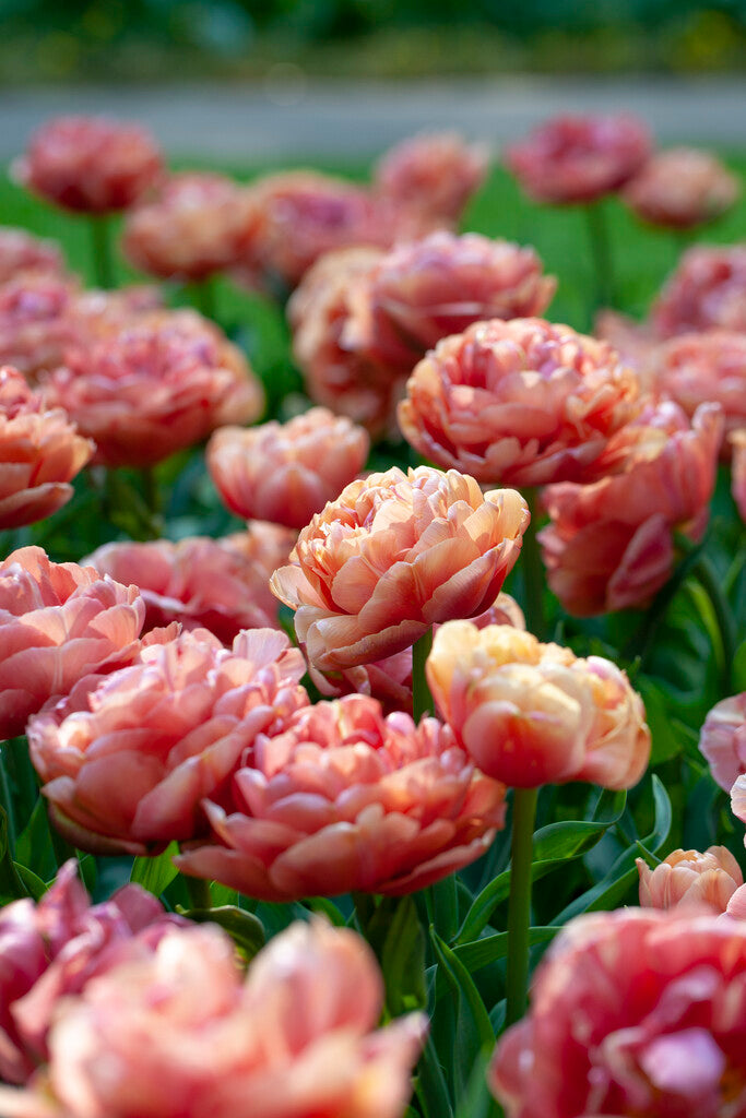 Tulipa Copper Image