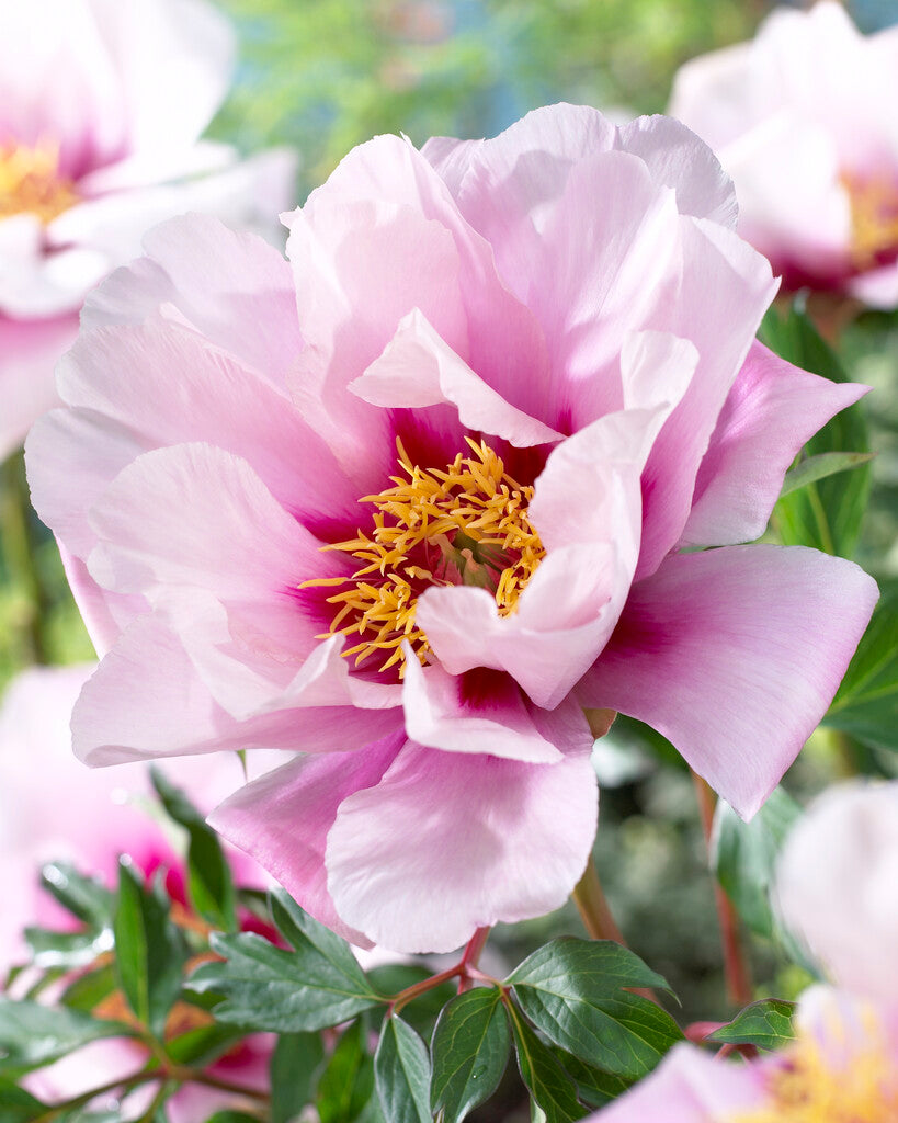 Paeonia Cora Louise 3/5