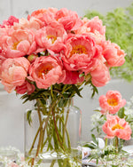 Paeonia Coral Charm