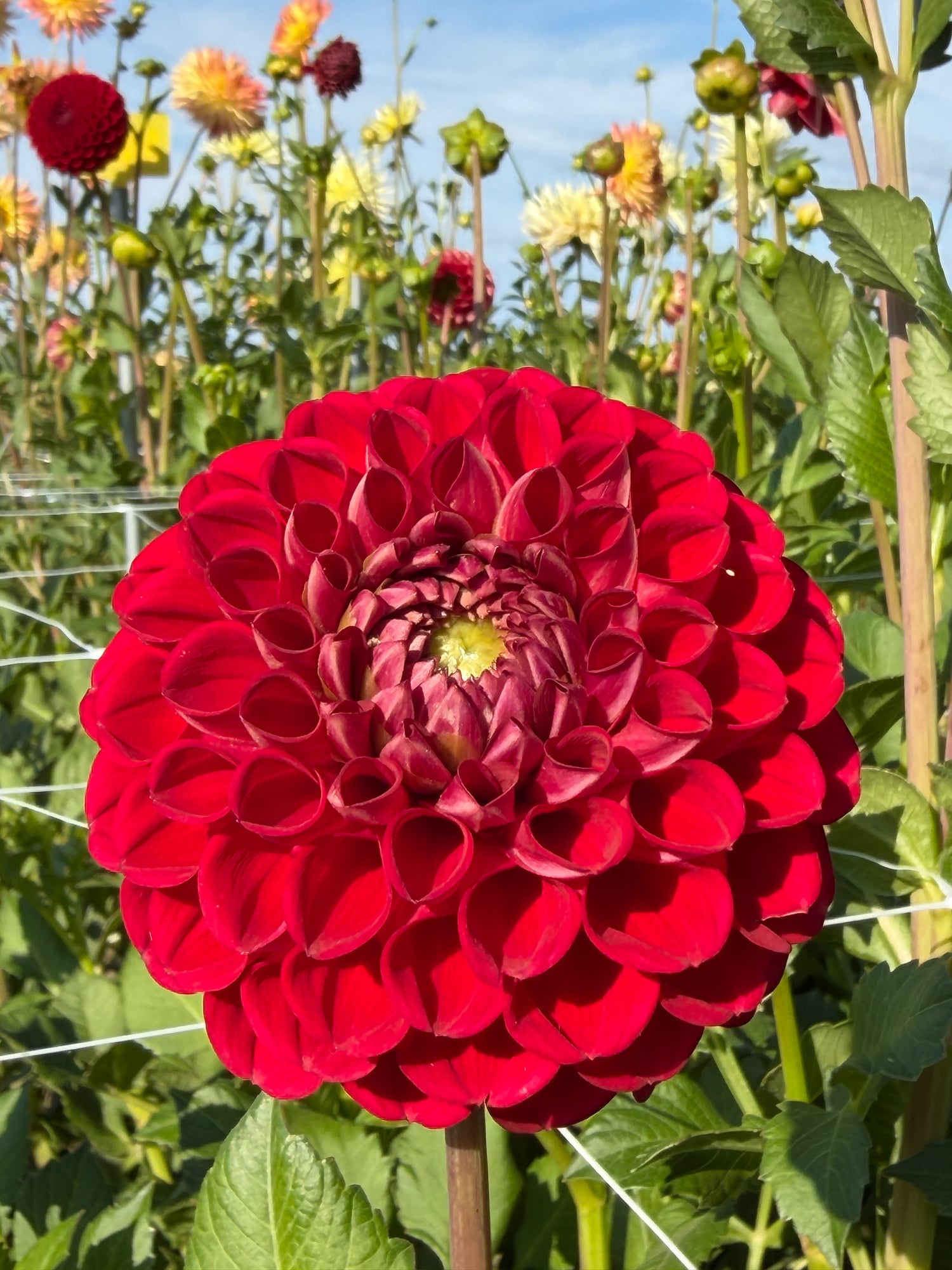 Dahlia Cornel