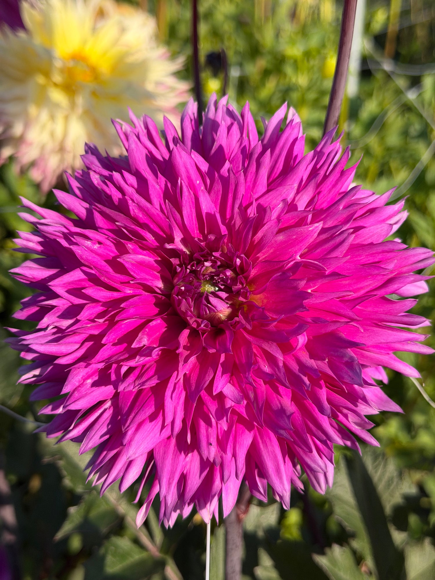 Dahlia Cornwall Island