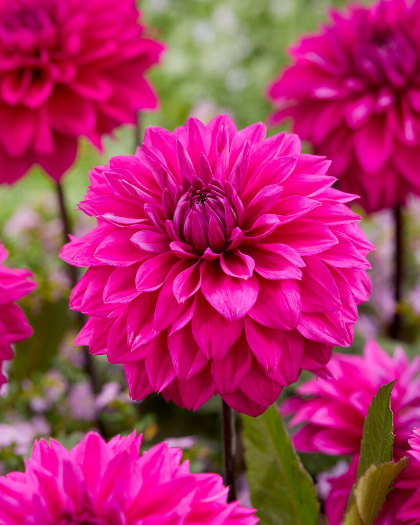 Dahlia Cornwall Island