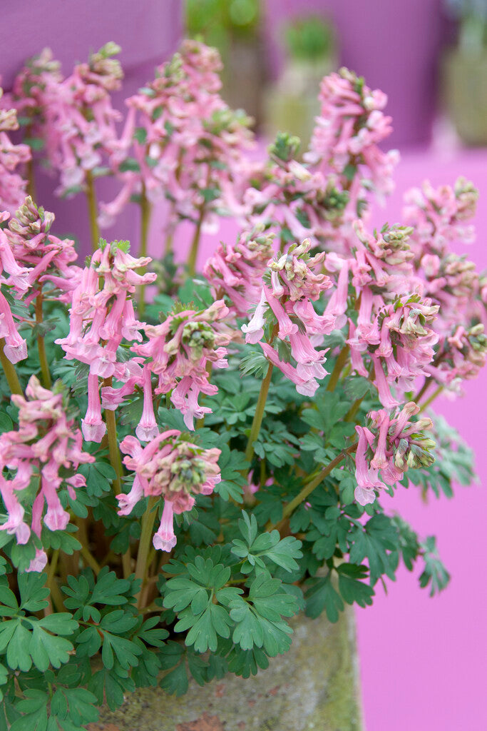 Corydalis solida Beth Evans
