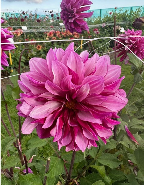 DAHLIA cranberry classic