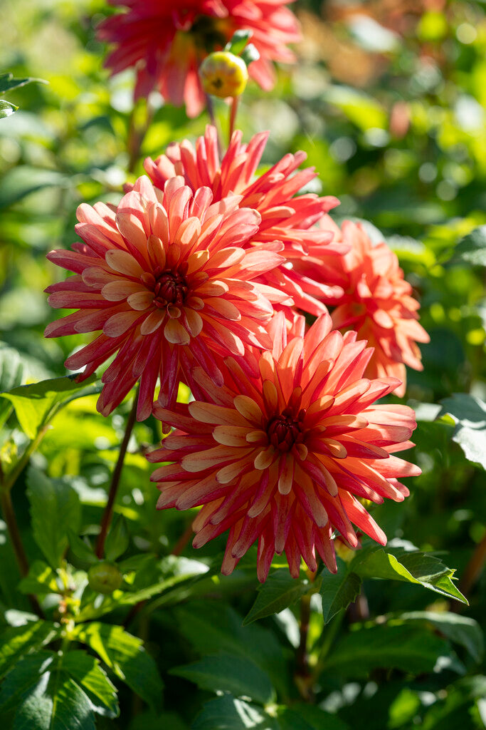 Dahlia Crazy Legs