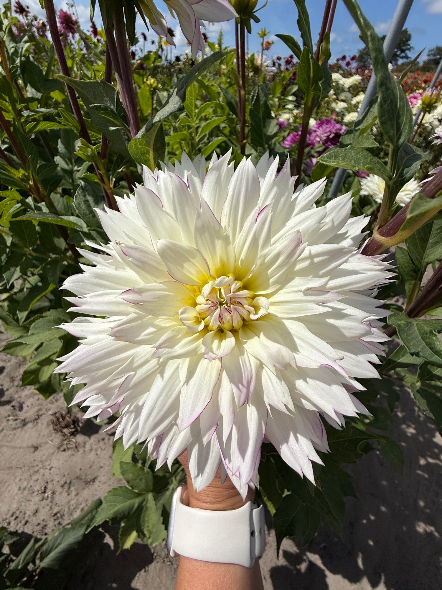 Dahlia Crazy Love