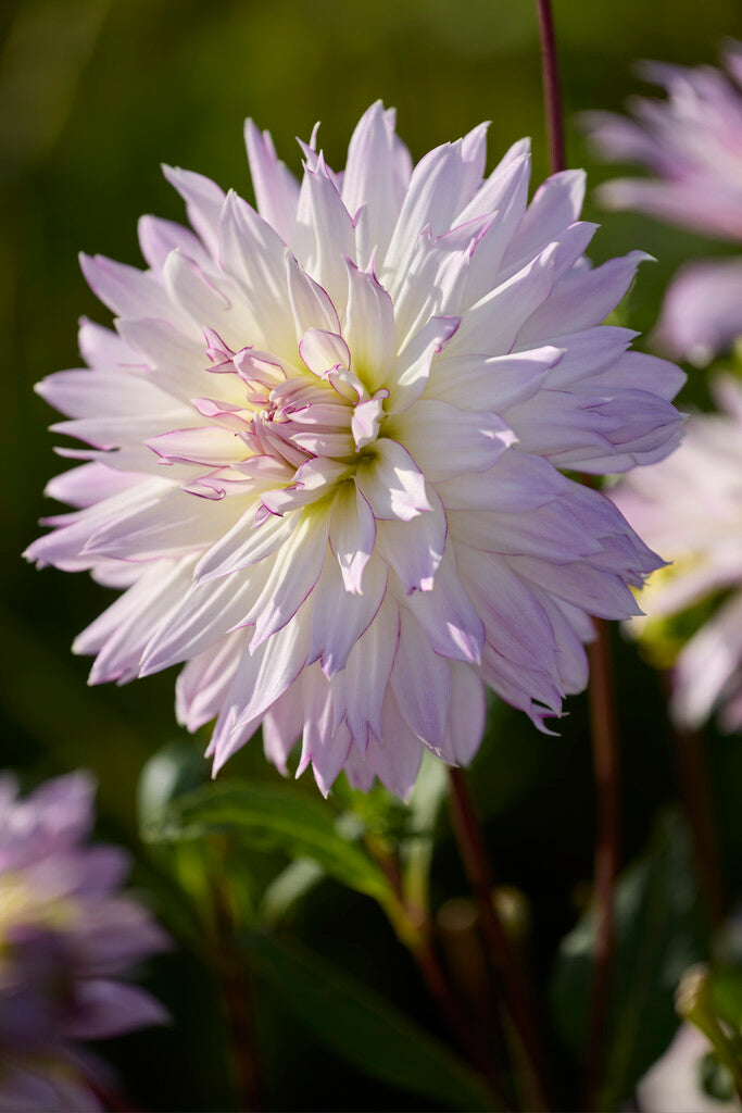 Dahlia Crazy Love