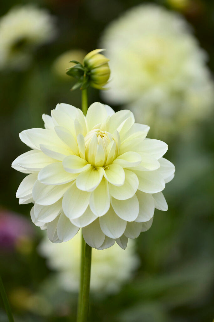 Dahlia Creme Corner