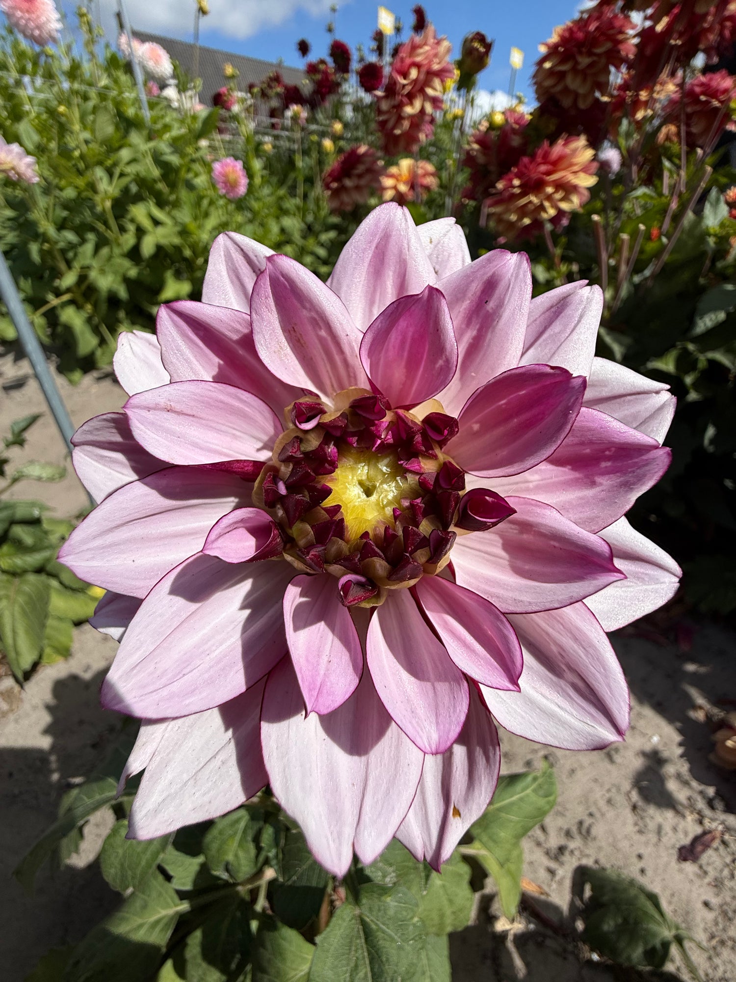 Dahlia Crème de Cassis