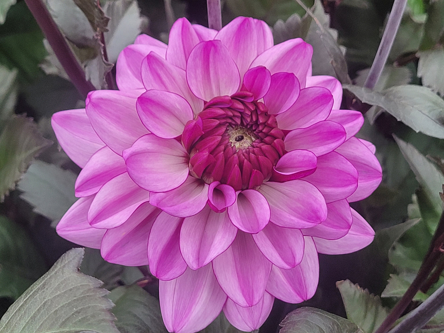 Dahlia Creme de Cassis