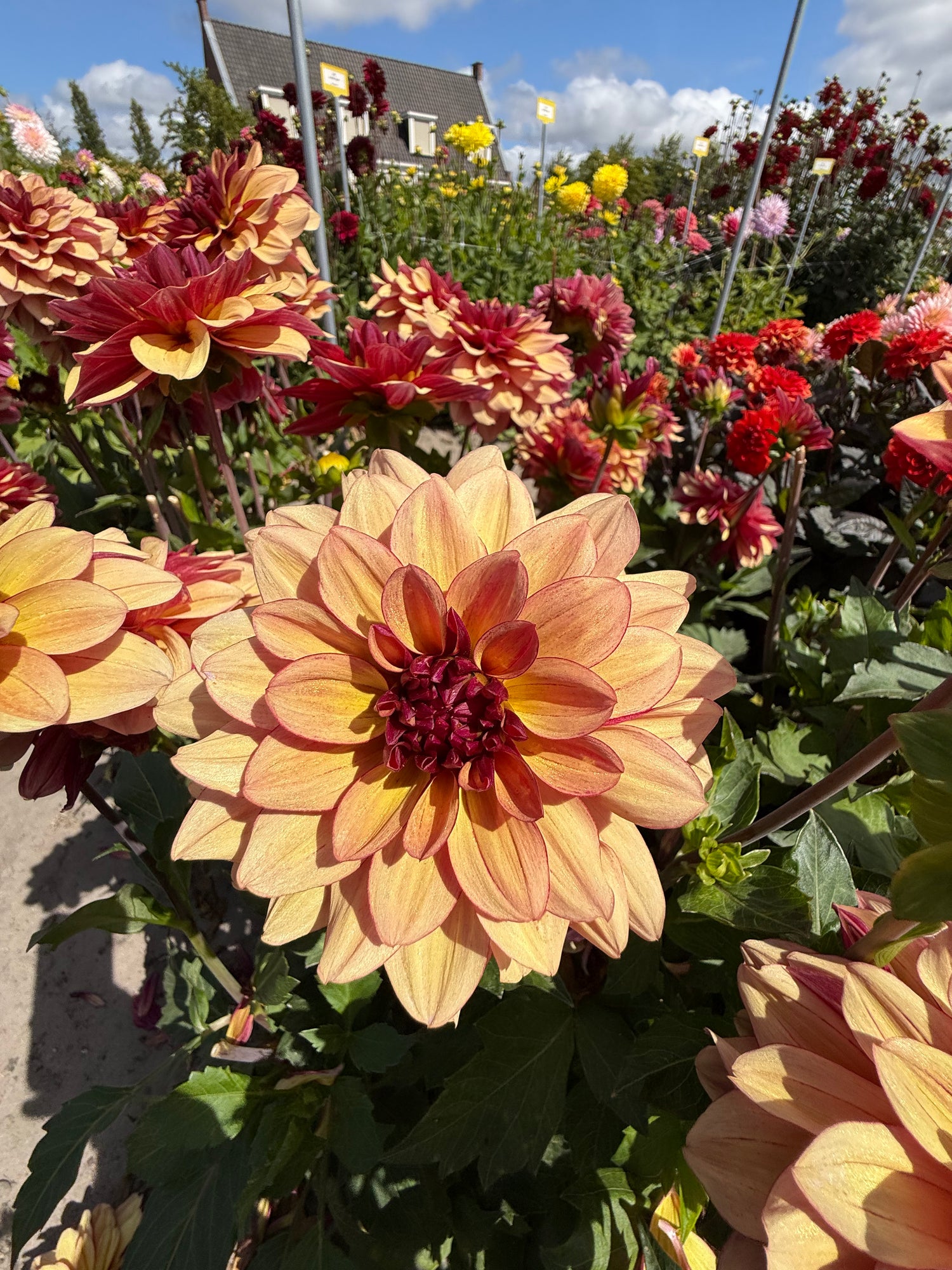 Dahlia Crème de Cognac