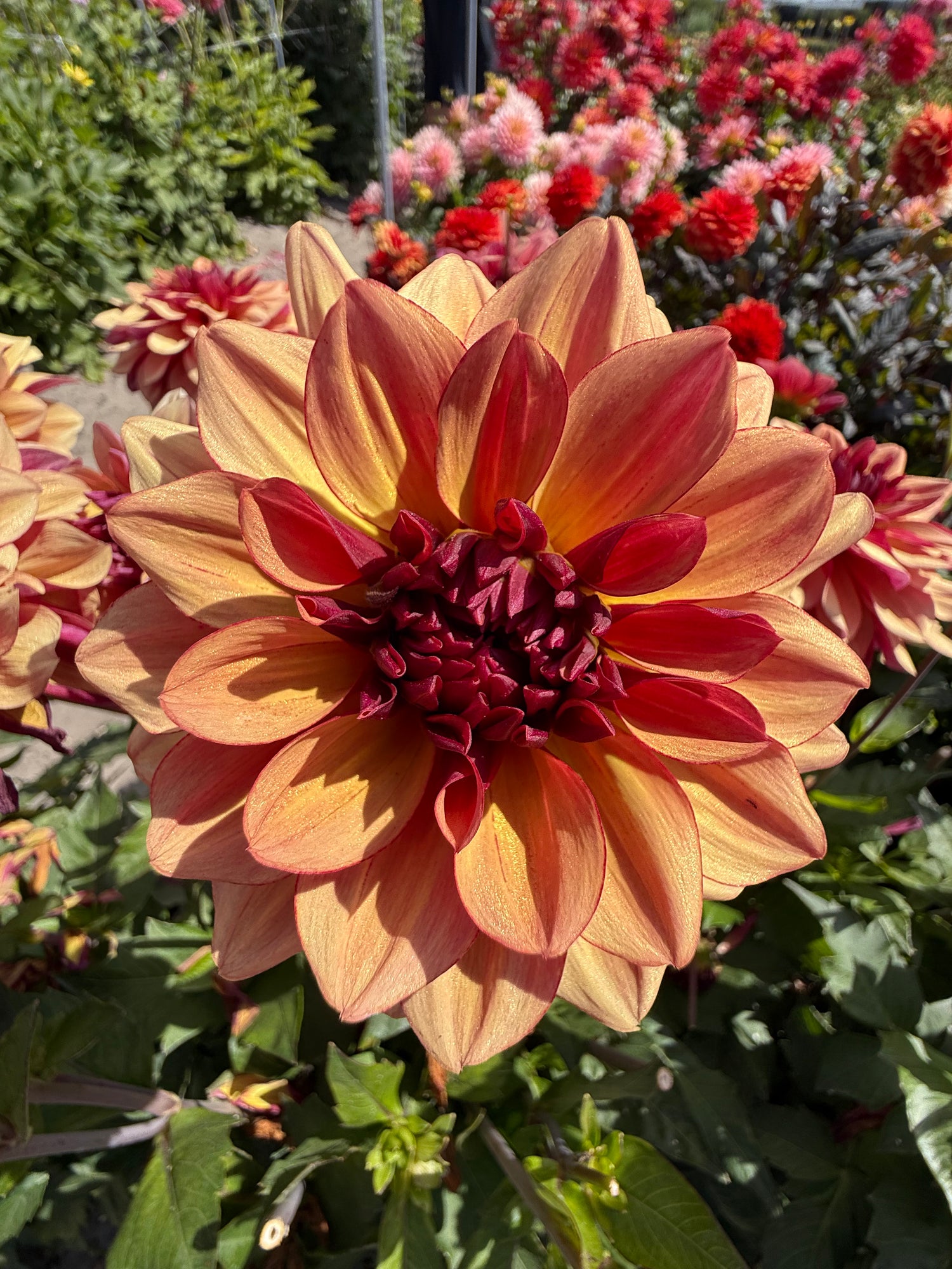 Dahlia Crème de Cognac