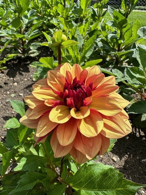 Dahlia Creme de Cognac