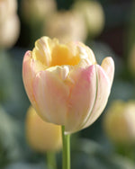 Tulipa Creme Upstar