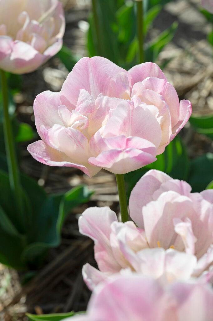 Tulipa Creme Upstar
