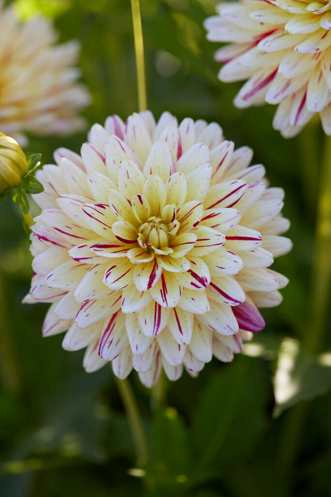 Dahlia Creme Silence