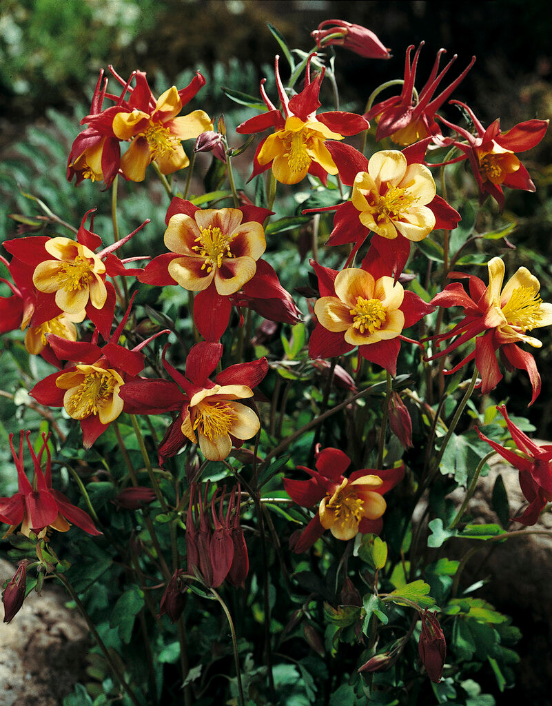 Aquilegia Crimson Star