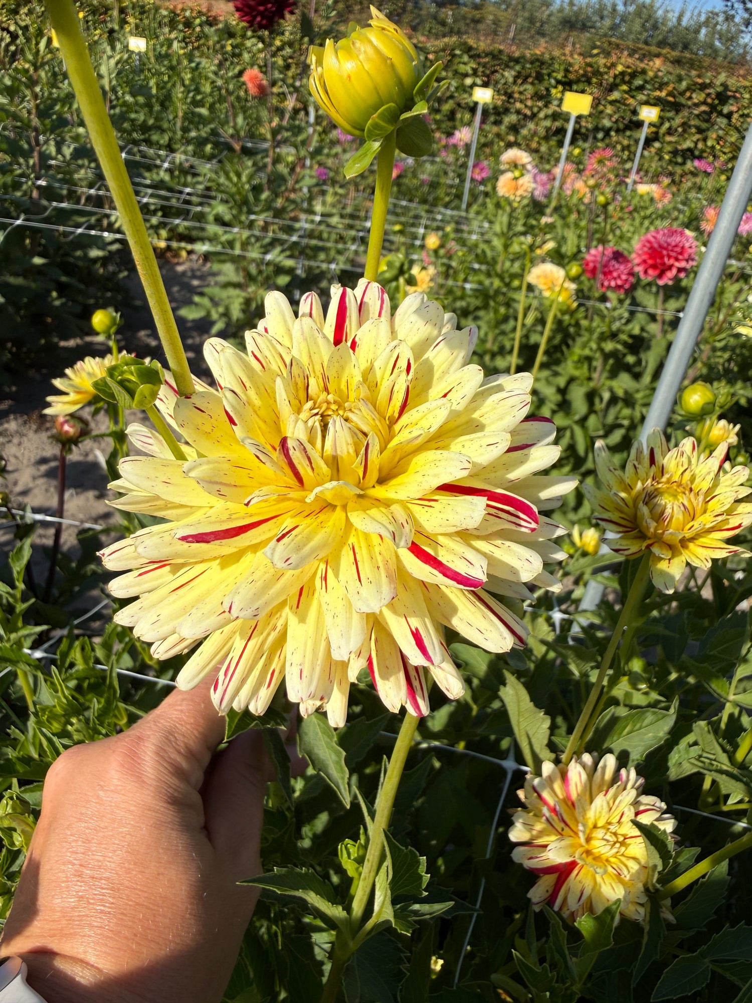 Dahlia Cream Silence