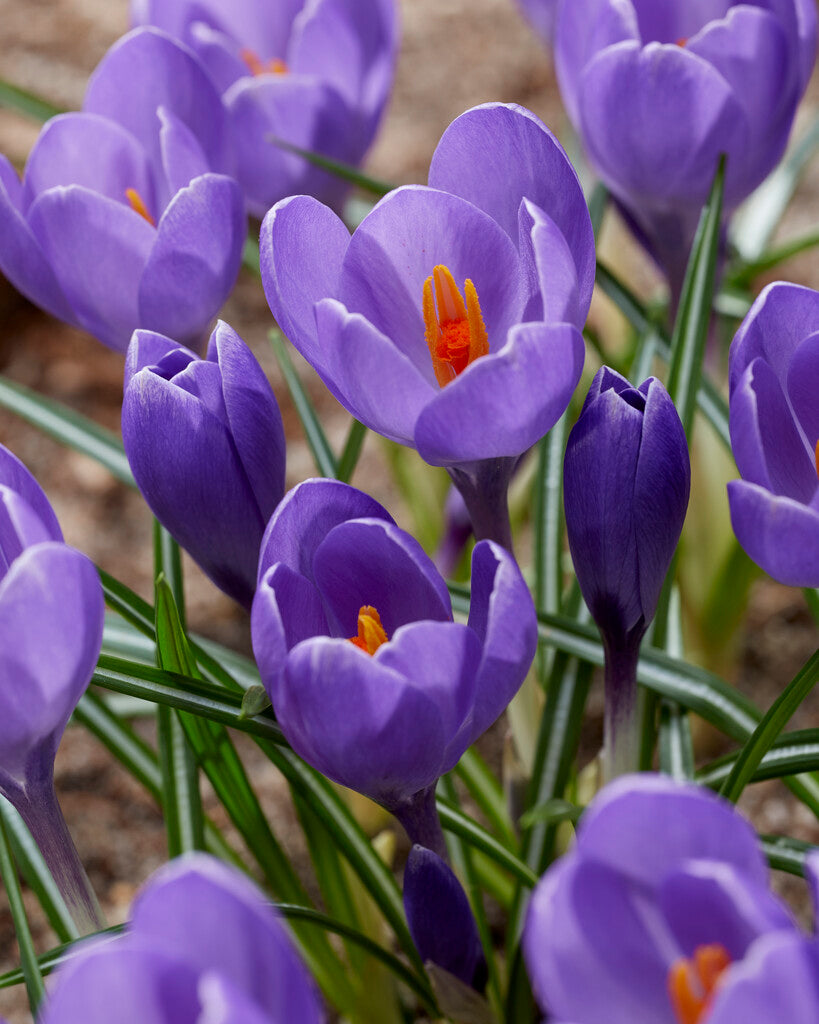 Crocus Aqua