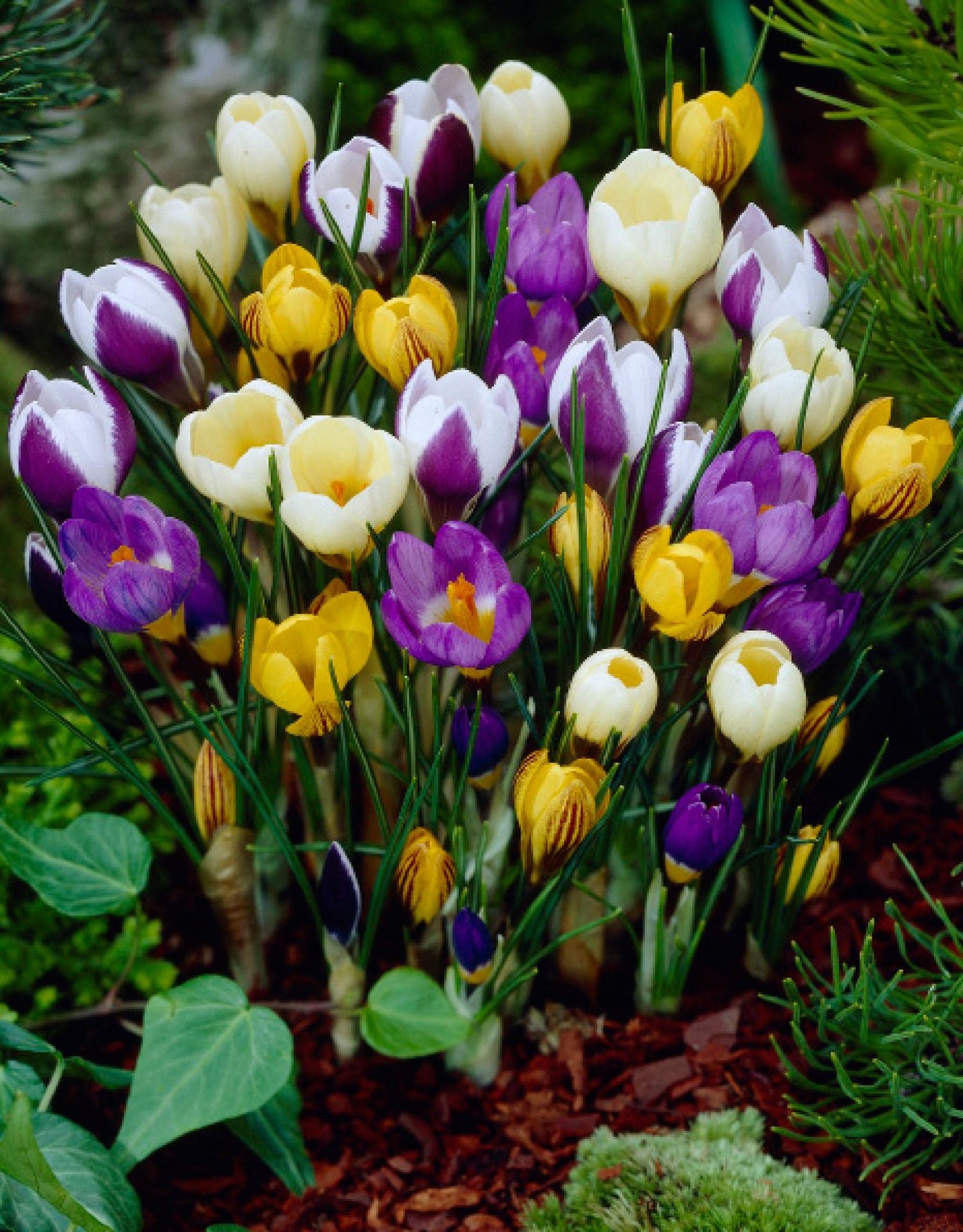 crocus botanical mixed