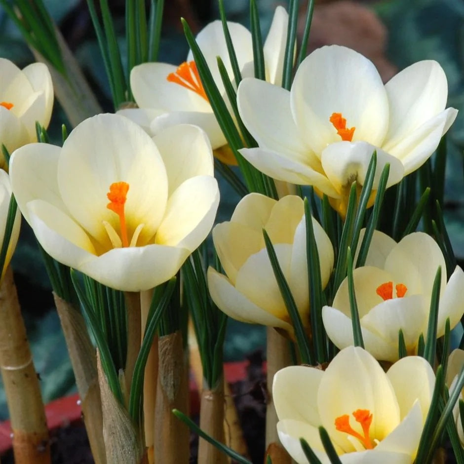 crocus cream beauty