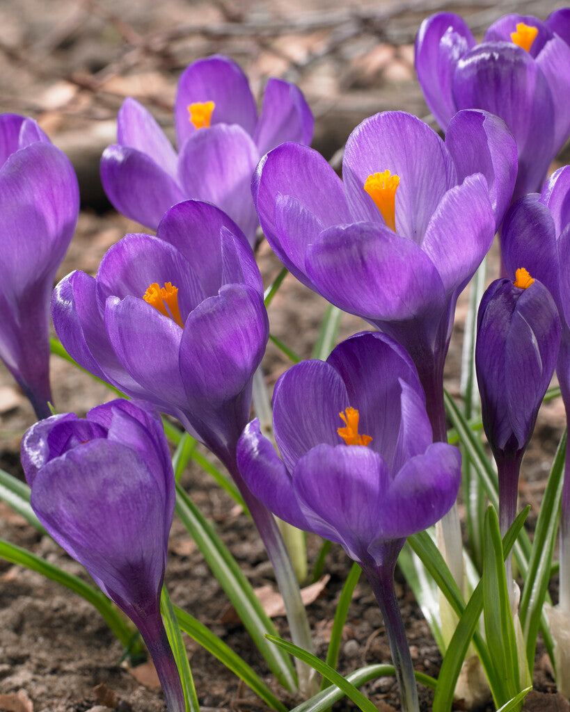 crocus flower record