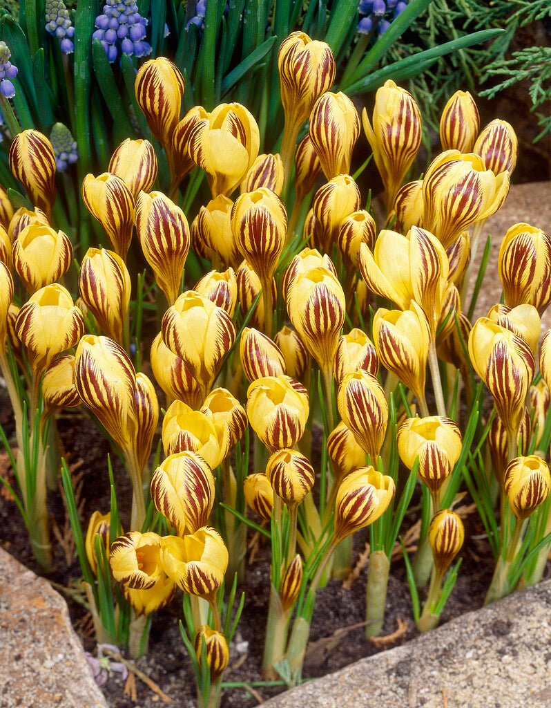 crocus gipsy girl